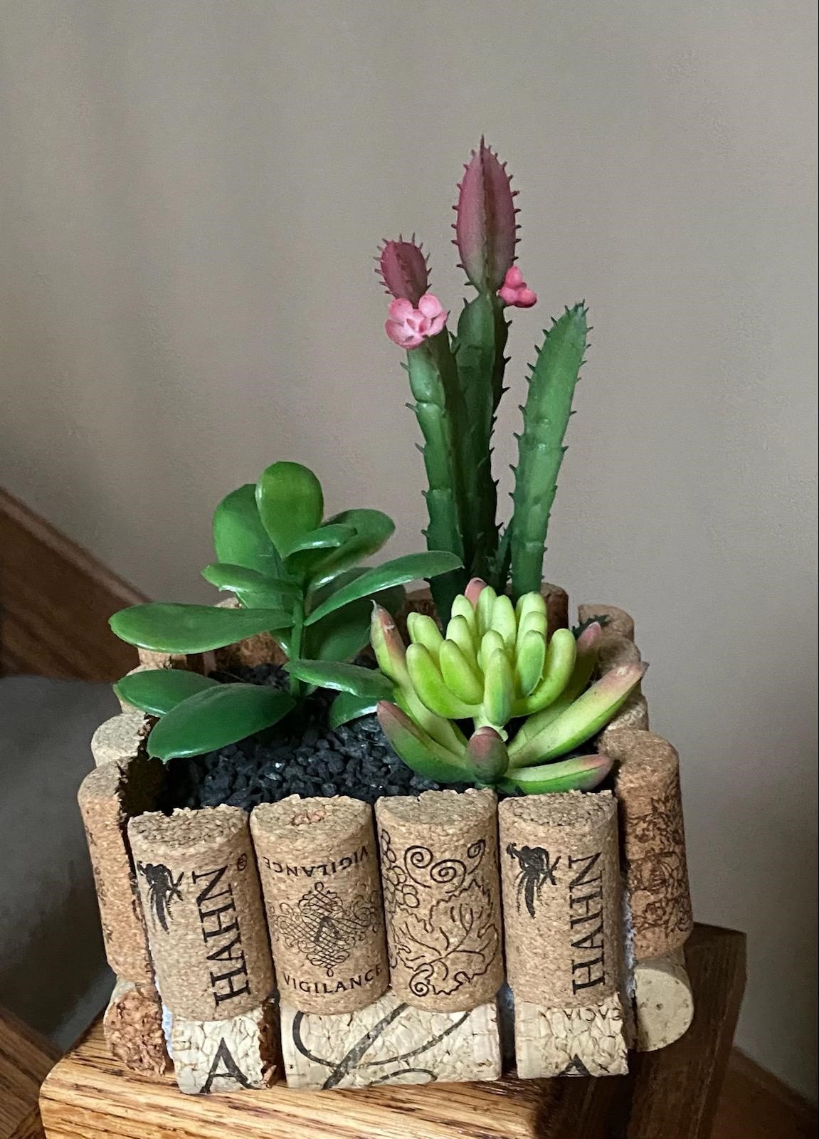 Picture of a succulent plant in a cork planter craft